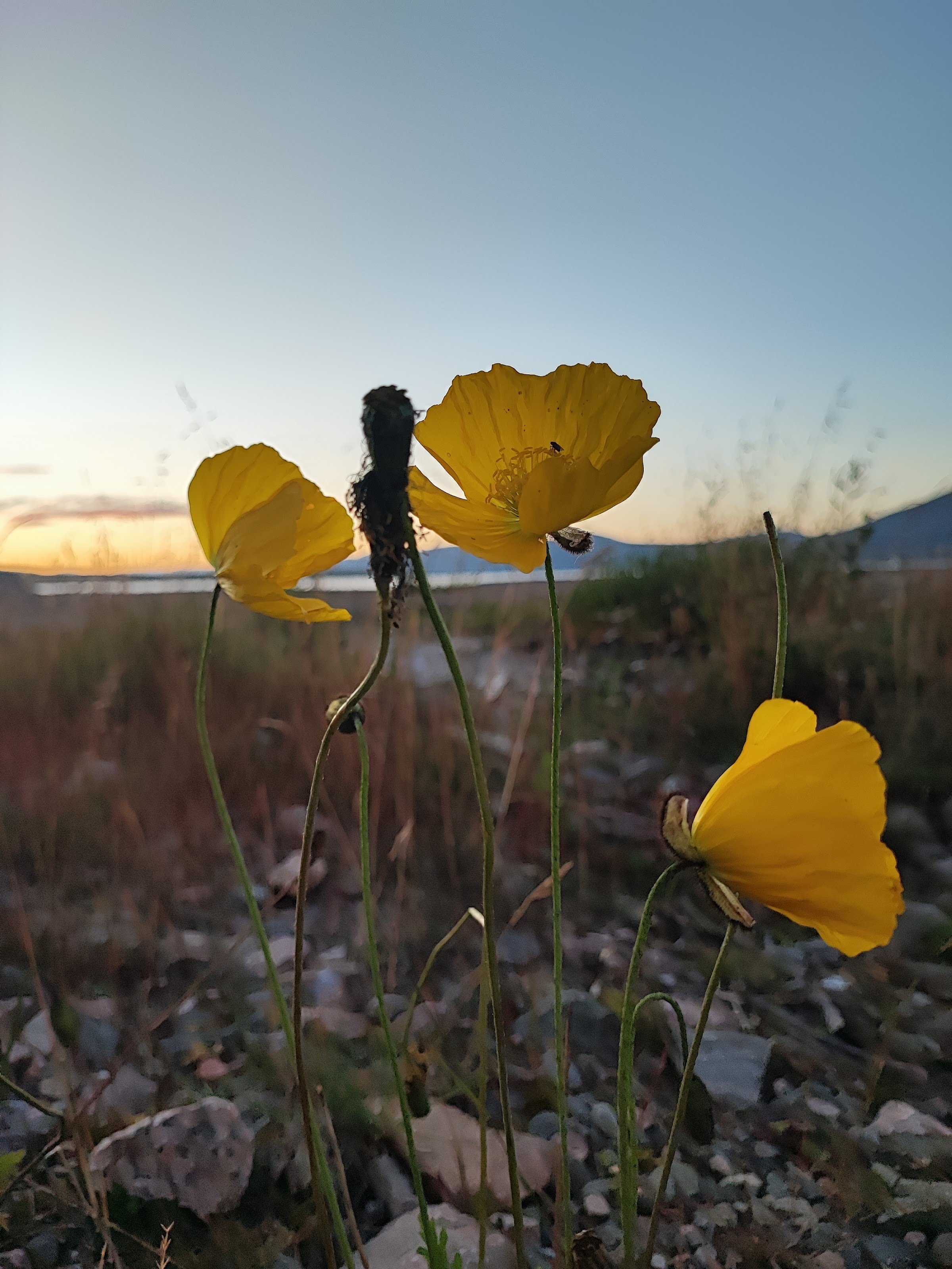 Polarkreis (Arctic Circle marker, Lansjärv)